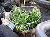 Erfurt 2010 069.jpg Erfurt 2010 069.jpg